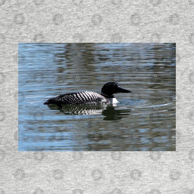 Loon searching for food by CanadianWild418